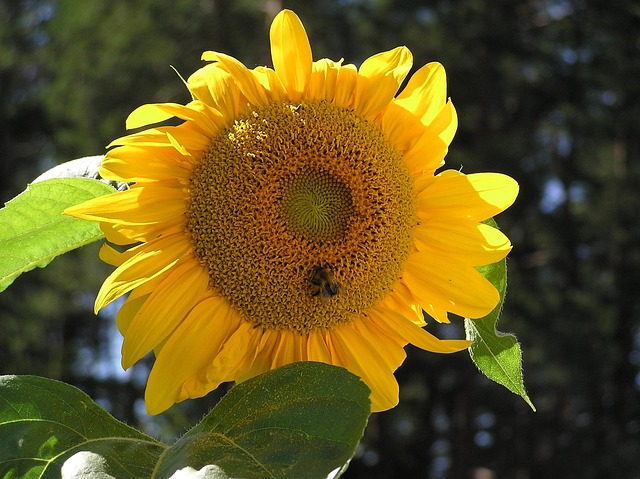 Free Summer Flower Background photo and picture