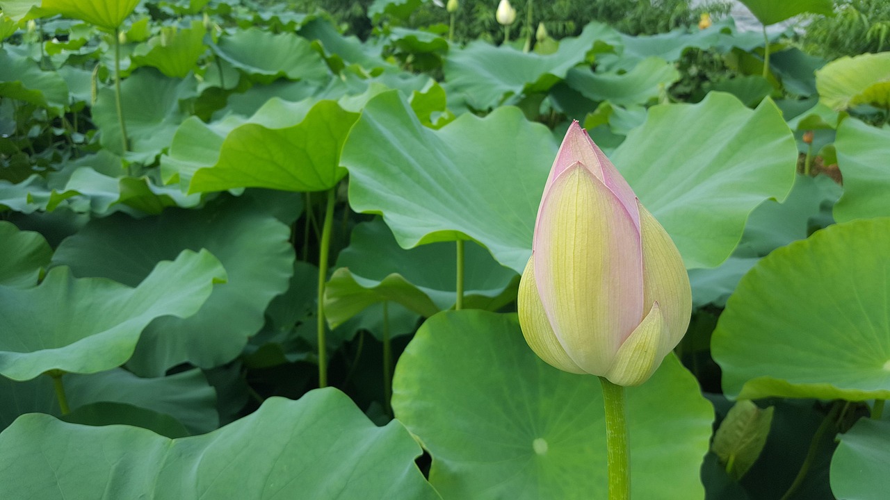 Teratai Lotus Tanaman Air Foto gratis di Pixabay Pixabay