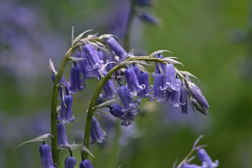 Flower, Bloom, Bluebell