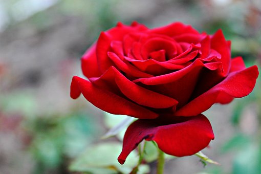 Rose, Rose, Blumen, Schöne Blumen, Natur