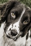 dog, springer, face