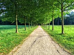 landscape, tree, allee