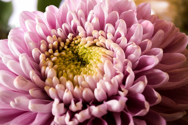 Blume, Blüte, Lila, Schöne Blumen, Natur