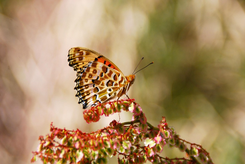  Schmetterling Insekt Natur - Kostenloses Foto auf Pixabay 