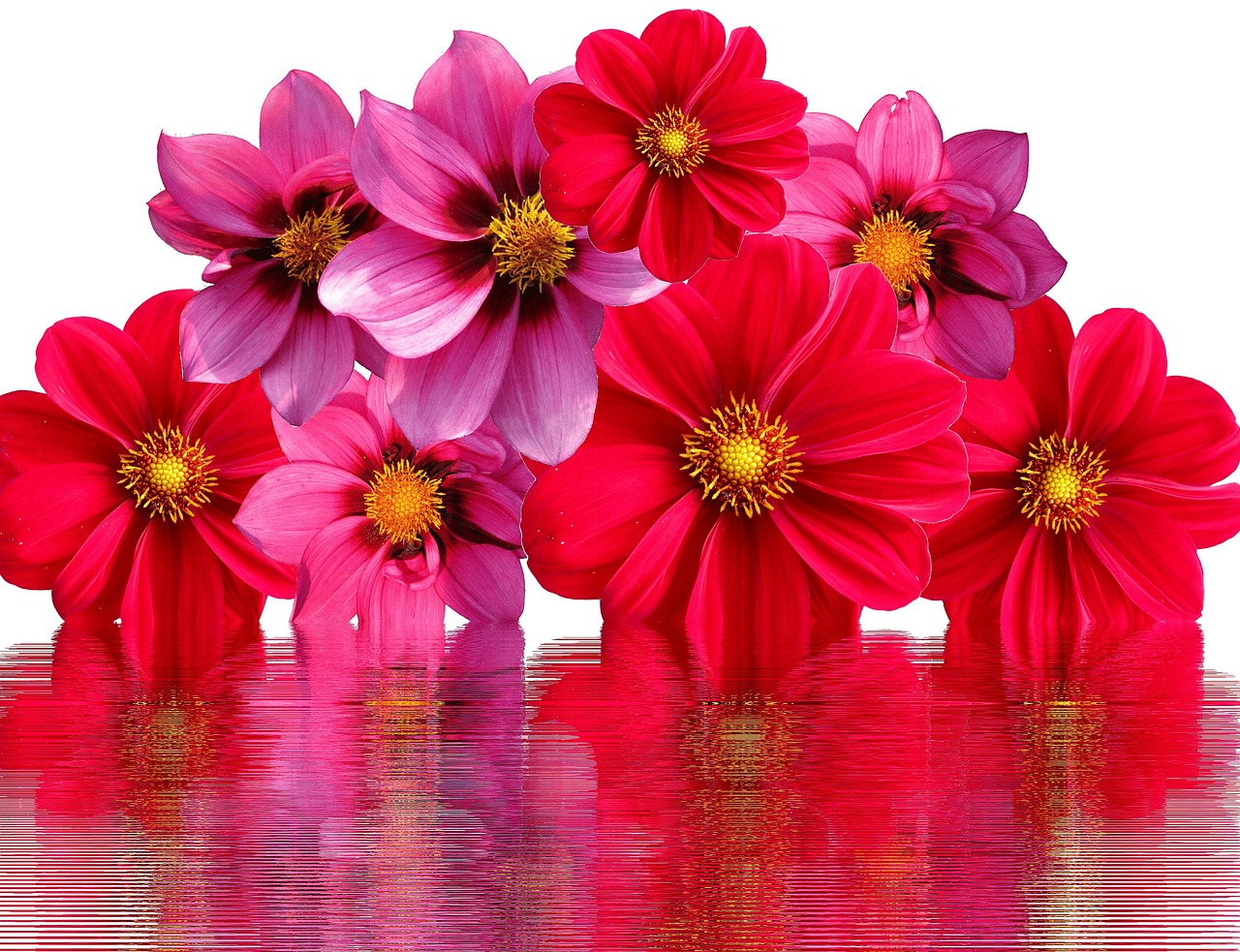 Dahlias - free online jigsaw puzzle photo