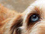 dog, friend, eye