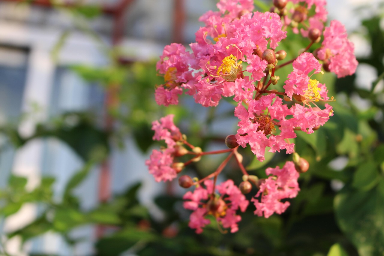 how to trim crepe myrtle