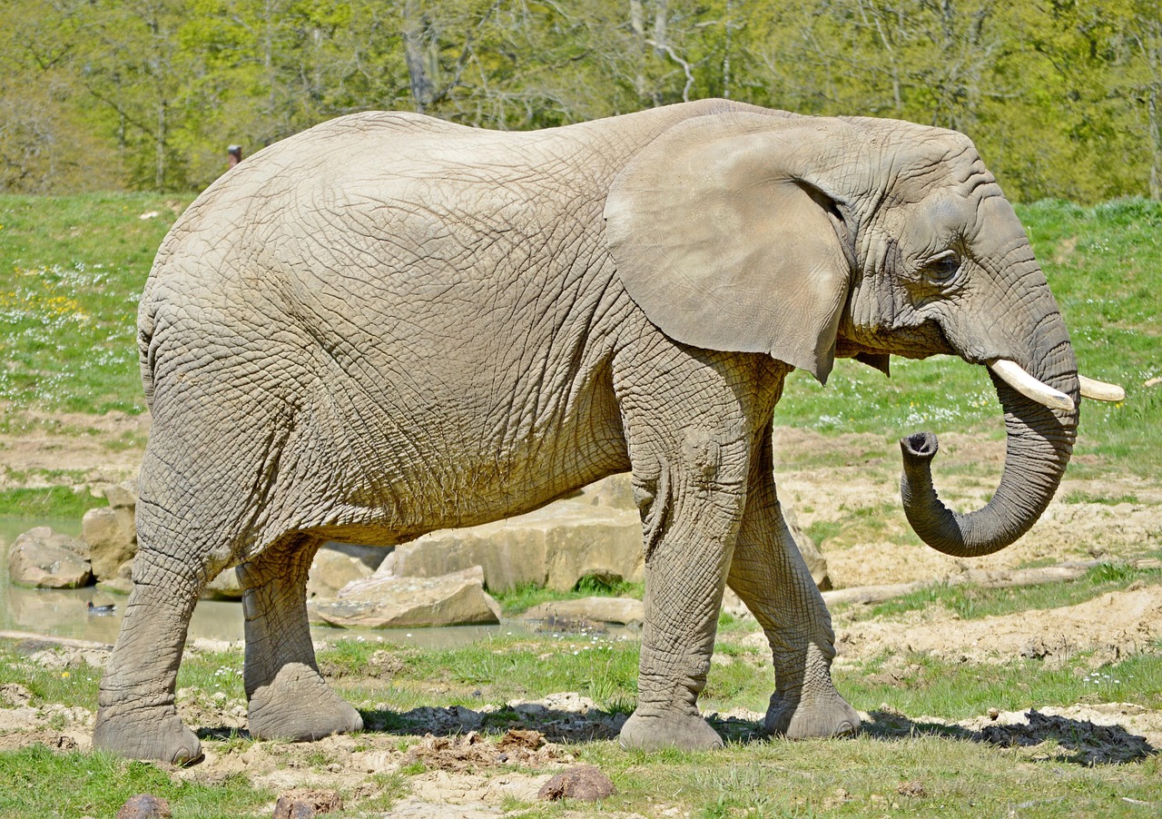plus-de-6-000-images-de-elephant-et-de-l-l-phant-pixabay