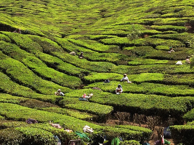 Free Kerala India photo and picture