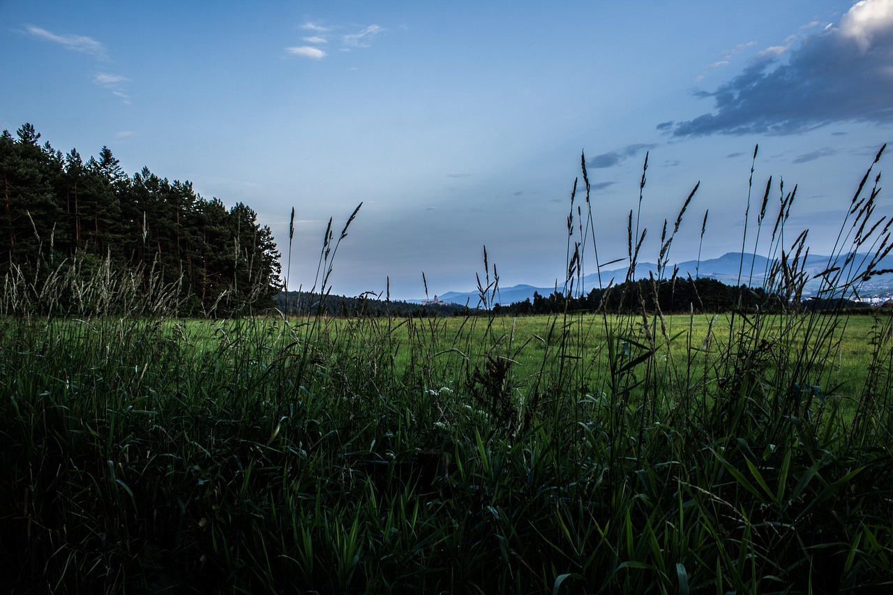 Grass Before The Rain Nature Free photo on Pixabay Pixabay