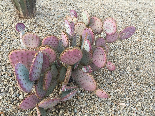 Cactussen, Cactus, Roze Cactus