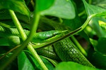 snake, leaves, green