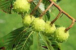 chestnut, tree, leaves