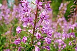epilobium angustifolium, flower, blossom