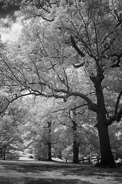 Free Infrared Black And White photo and picture