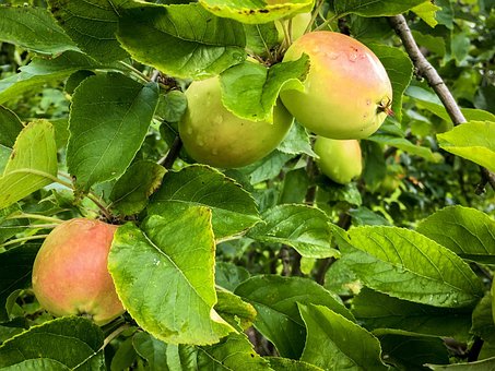 Apfel, Obst, Obstgarten, Lebensmittel