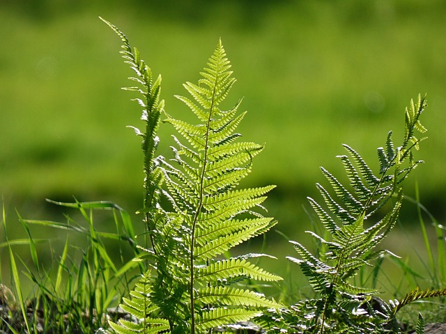 Free Fern Nature photo and picture