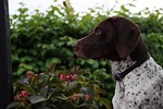 dog, guard, home