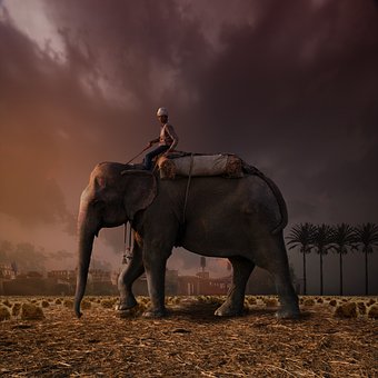 Vermelho, Natureza, Fantasia, Elefante