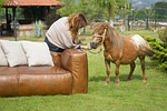 horse, armchair, women's