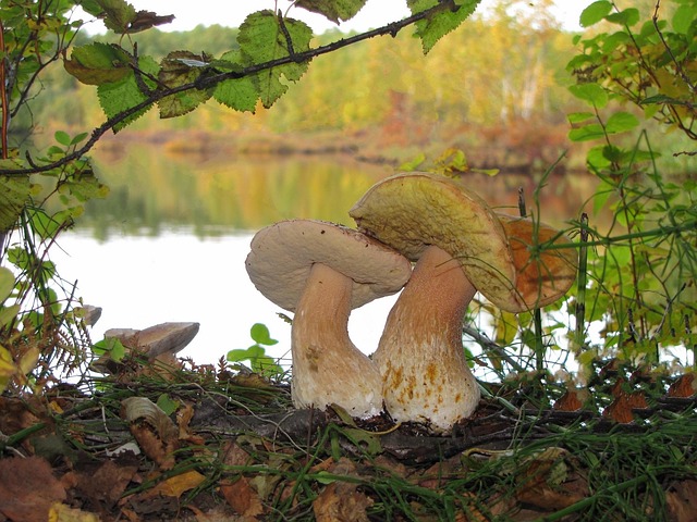 Free White Mushrooms Brothers photo and picture