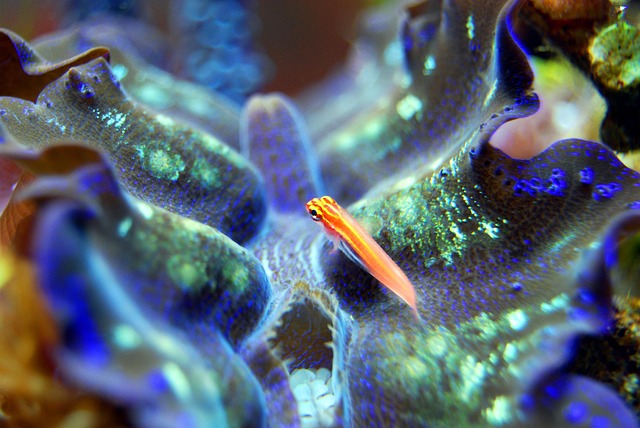 500+ Free Clam & Nature Photos - Pixabay