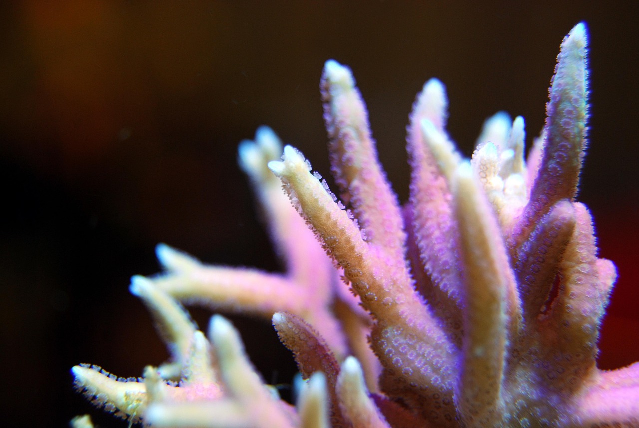 Coral - free online jigsaw puzzle photo