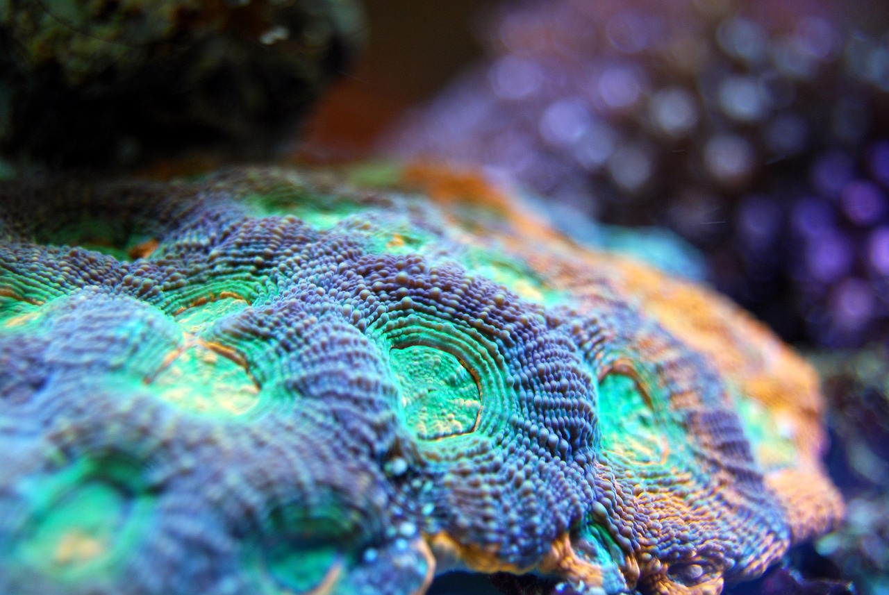 Coral - free online jigsaw puzzle photo