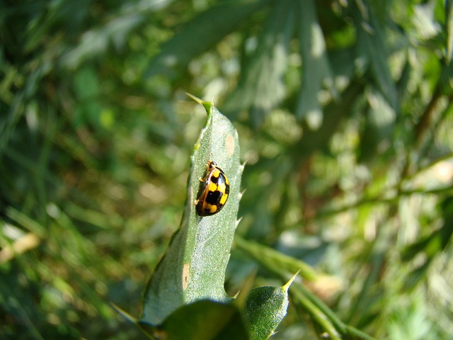 wrzeciążka, yellow ladybug, ladybug wrzeciążka, ladybug, insect, insect on a leaf, dots, ladybugs