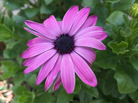 Free Bloom Flower photo and picture