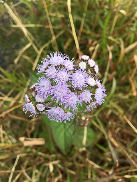 Free Flower Plant photo and picture