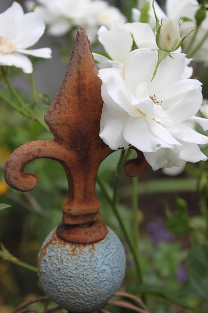 Rose, Weiß, Natur, Rose, Blüte