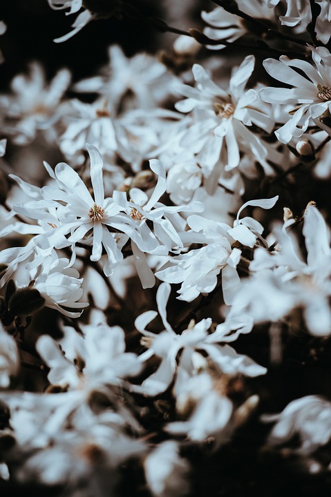 White Petal Flower - Free photo on Pixabay - Pixabay