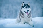 dog, animal, husky