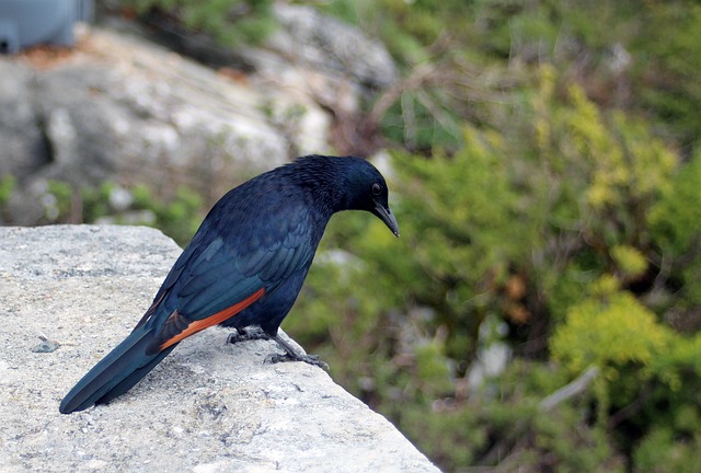 Free Bird Black photo and picture