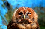 owl, bird, animal