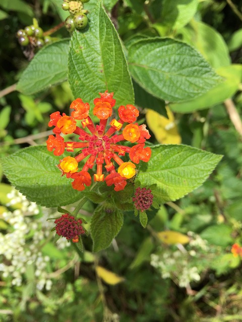 Free Flower Nature photo and picture