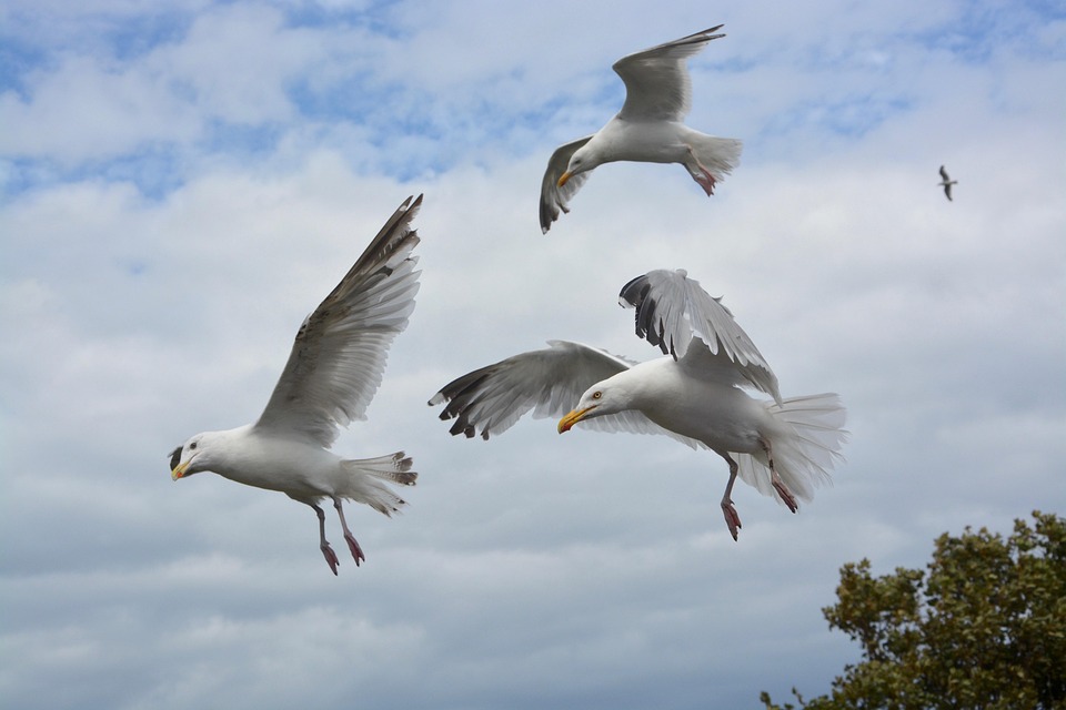 Flying Seagull Sea Birds Gull Free Photo On Pixabay Flying Seagull Sea Birds Gull Free Photo On Pixabay