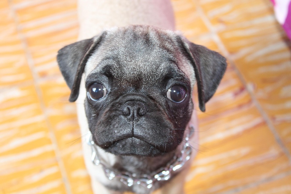 Mops Pies Zwierz ta Domowe Rasy Darmowe Zdj cie Na Pixabay Mops Pies Zwierz ta Domowe Rasy Darmowe Zdj cie Na Pixabay