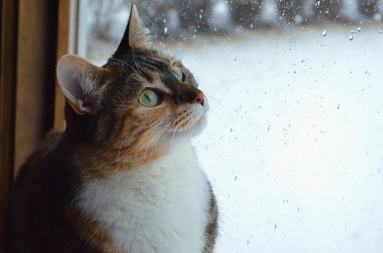 Cat - free online jigsaw puzzle photo