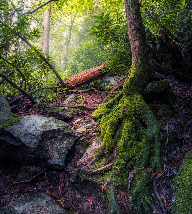 Natur Trær Røtter - Gratis foto på Pixabay