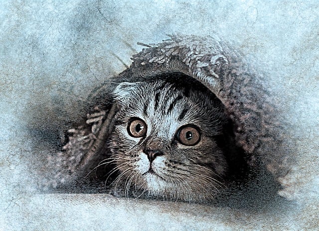 Free cat nature pet illustration