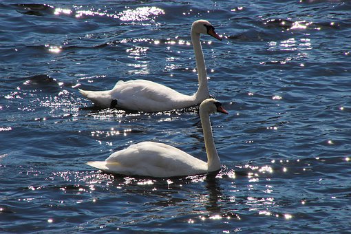 Free Swans Birds photo and picture