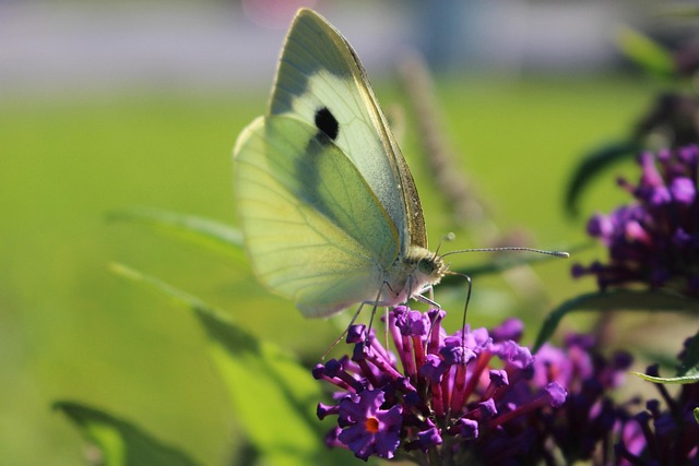 Free Butterfly Nature photo and picture