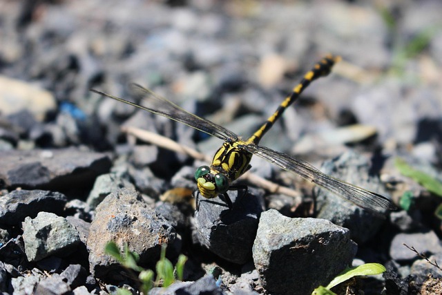 Free Dragonfly Nature photo and picture