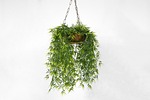 wall, plant, orchids