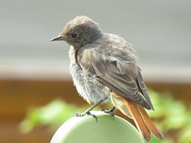 Free Black Redstart Bird photo and picture