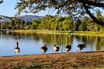 lake balboa, domestic geese, lake