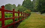 fence, forest, natur