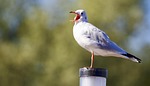animal, bird, seagull